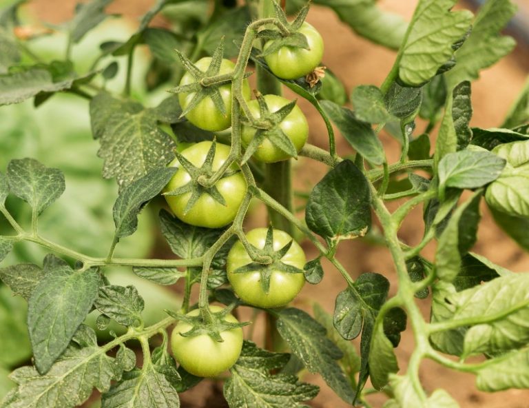 Забележана обратна еволуција кај домати